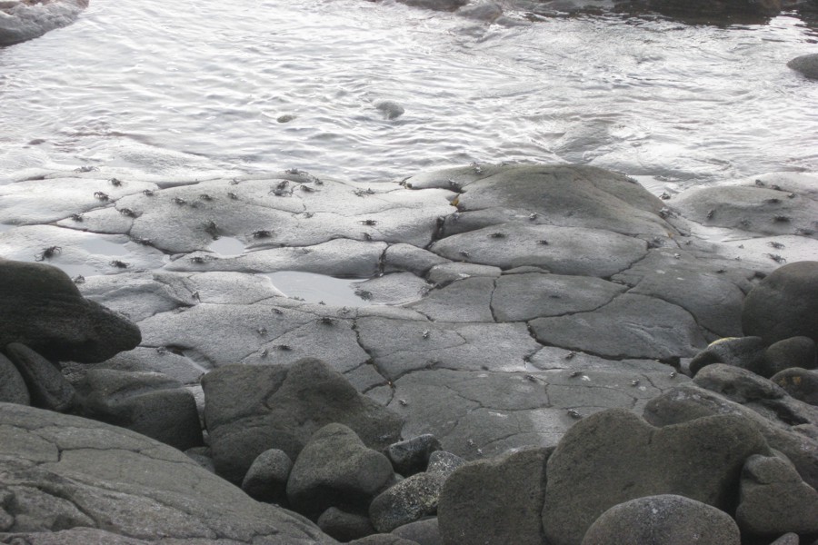 ../image/crabs near kona town.jpg